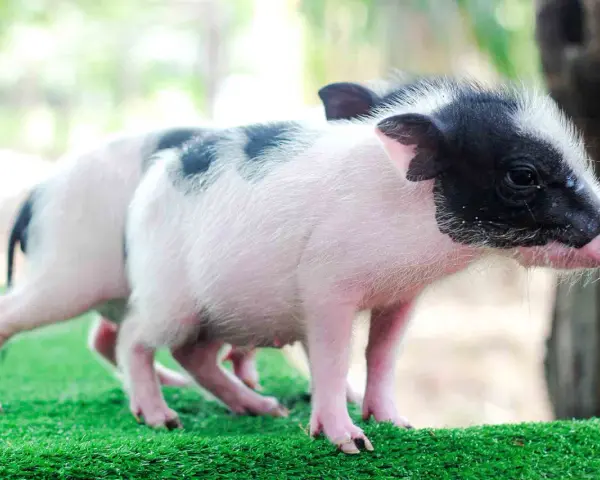 Due adorabili maialini da compagnia, uno con macchie nere sul dorso, giocano sull'erba sintetica.