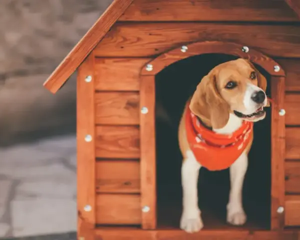 Uroczy beagle w czerwonej bandanie wygląda z nowej, drewnianej budy. To idealny projekt budy dla psa.