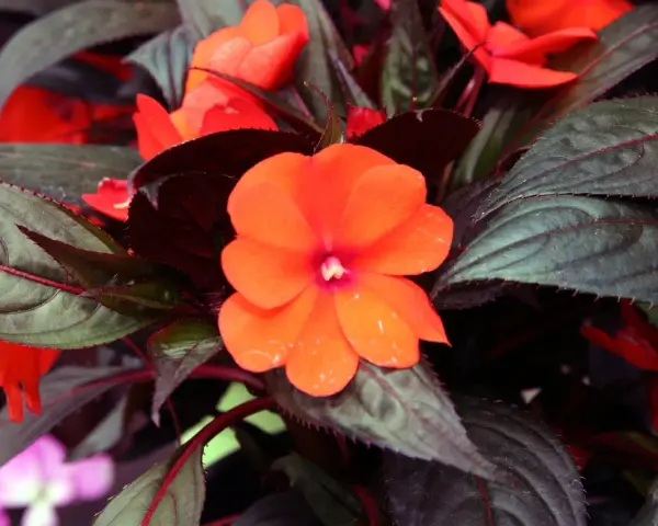 En lycklig lotta blomma i orange, omgiven av mörka blad.