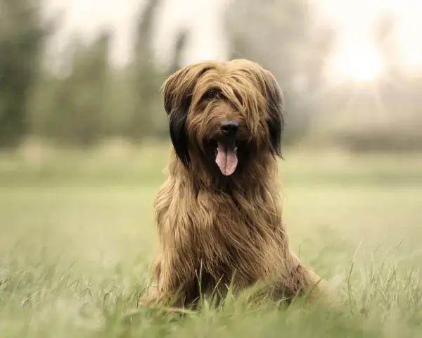 Owczarek francuski briard cena: piękny pies z długą, brązową sierścią siedzi na trawie, z językiem na wierzchu.
