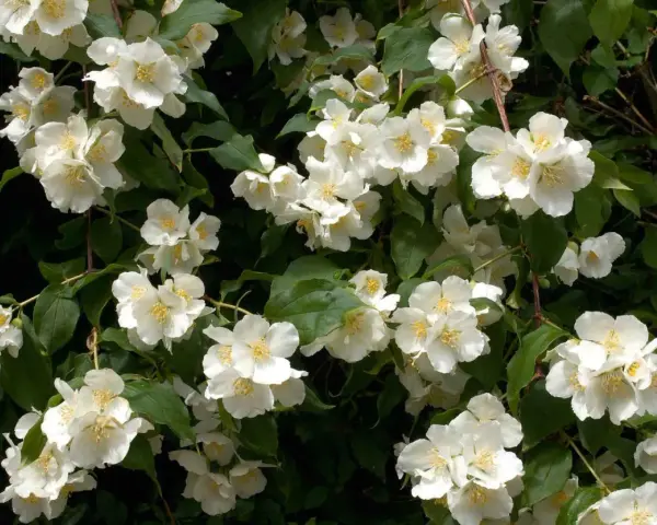 En frodig schersmin buske med många vita, doftande blommor och gröna blad.