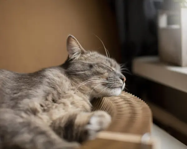 Eine Katze schläft friedlich auf einem Kratzbrett. Die Frage, ob der Vermieter Katzen verbieten darf, beschäftigt viele Tierfreunde.
