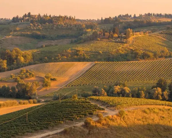 Un viale dei cipressi toscana si snoda tra dolci colline coltivate a vigneti, illuminate dalla luce dorata del tramonto.