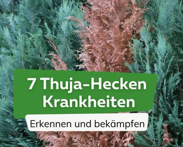 Grüne und braune Thuja-Zweige. Text: "7 Thuja-Hecken Krankheiten. Erkennen und bekämpfen.
