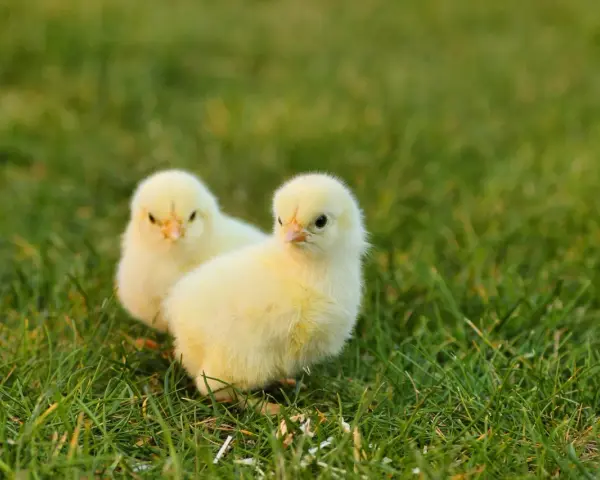 Due pulcini gialli sull'erba. Chissà quanto ci mette un pulcino a diventare gallina, ma questi sembrano pronti a esplorare il mondo.