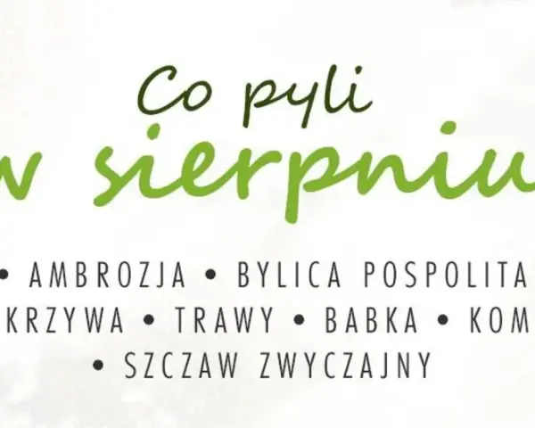 Co teraz pyli w sierpniu? Ambrozja, bylica, pokrzywa, trawy, babka, komosa i szczaw.