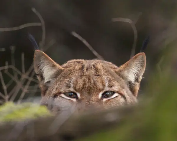 Un lynx aux yeux perçants observe depuis les bois. Un signe d'espoir pour la population de lynx en France.