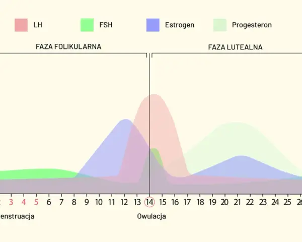 Wykres cyklu menstruacyjnego: wzrost LH i estrogenu przed owulacją, kluczowy moment dla zapłodnienia. Po owulacji dominuje progesteron.