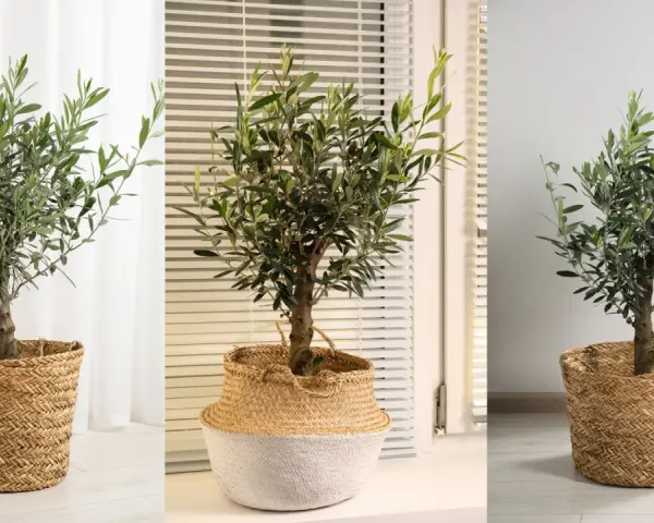 Un frondoso olivo en maceta, con su tronco robusto y hojas verdes, decora el interior.