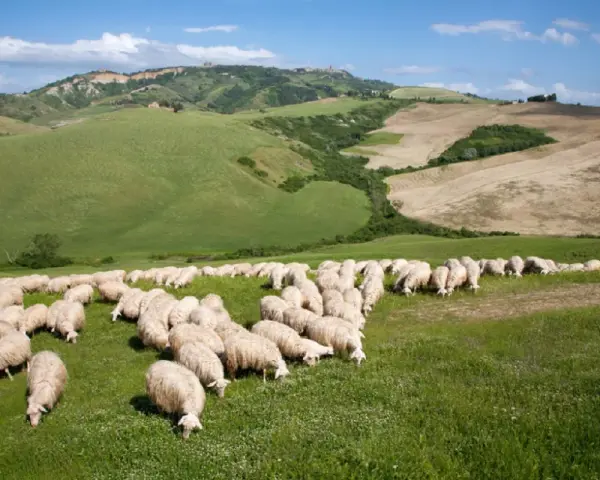 Un gregge di pecore pascola in un prato verde, con dolci colline ondulate e un cielo azzurro sullo sfondo.