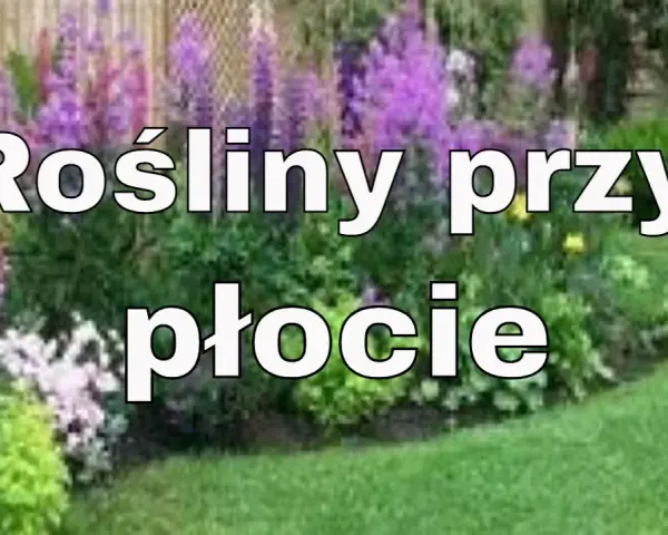 Co posadzić pod płotem betonowym, aby zyskać piękny ogród?