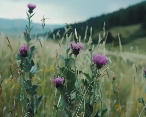 Łąka pełna ostropestu plamistego. Dowiedz się, jak stosować ostropest plamisty mielony, by czerpać z niego korzyści.