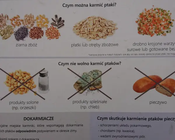 Kaczki jedzą ziarna zbóż, płatki, otręby i drobno krojone warzywa. Nie wolno karmić ich solonymi produktami, spleśniałym chlebem ani pieczywem.