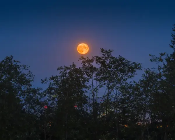 Pomarańczowa pełnia lipiec wschodzi nad ciemnymi drzewami, oświetlając nocne niebo.