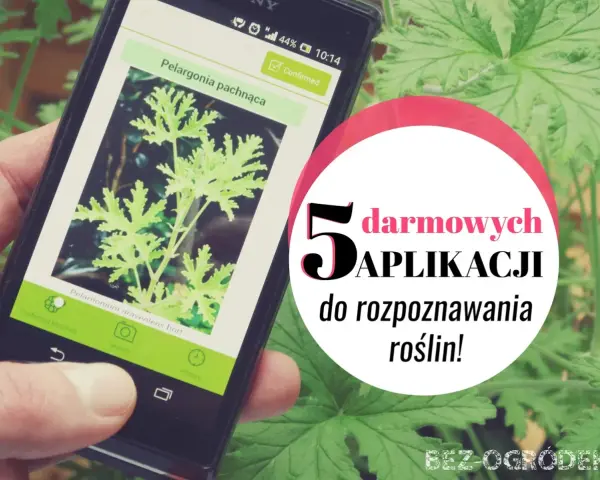 Smartfon z aplikacją do rozpoznawania roślin. Wyświetla zdjęcie pelargonii pachnącej. 5 darmowych aplikacji do rozpoznawania roślin!