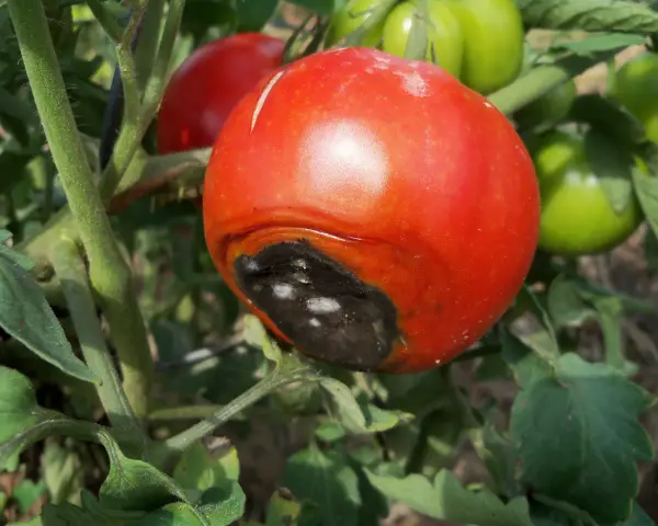 Pomodoro maturo con marciume apicale, una macchia scura e necrotica sul fondo. Altri pomodori verdi e rossi sullo sfondo.