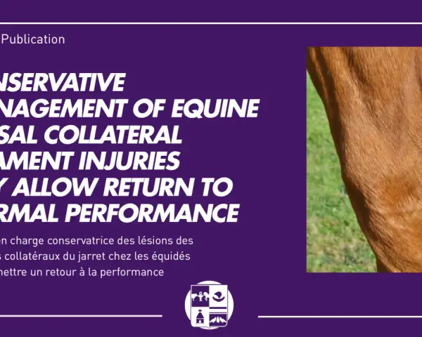 Gros plan sur le jarret d'un cheval, montrant une blessure au ligament. La rééducation ligament suspenseur du boulet est possible.