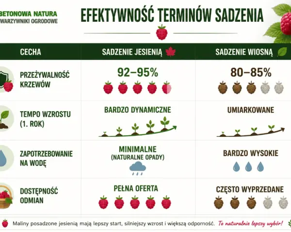 Kiedy sadzić maliny? Jesienią mają lepszą przeżywalność (92-95%), dynamiczny wzrost i pełną ofertę odmian. Wiosną jest umiarkowanie.