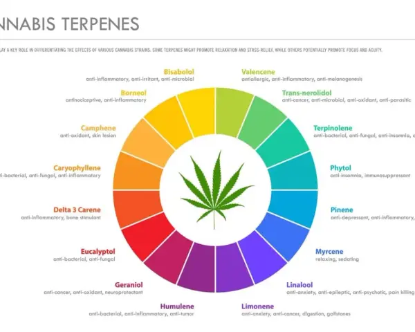 Diagrama circular muestra terpenos naturales de cannabis y sus propiedades: antiinflamatorio, relajante, etc.