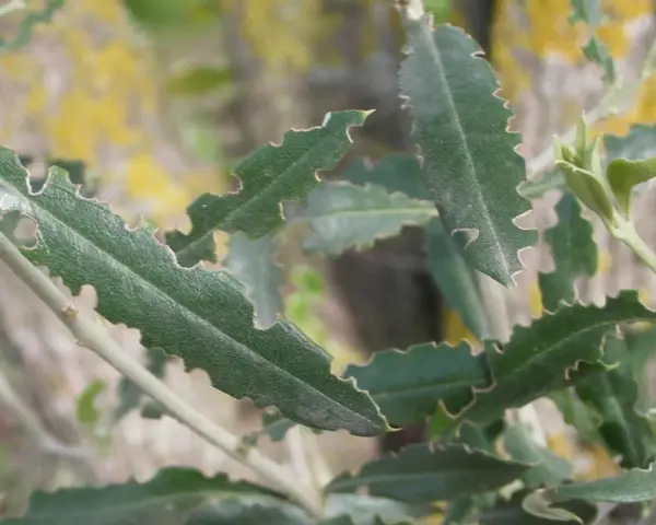 Foglie di olivo danneggiate dall'oziorrinco. Scopri come eliminarlo per proteggere il tuo ulivo.