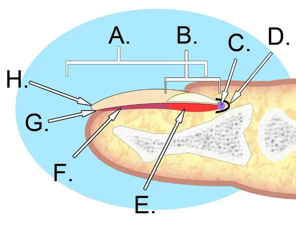 Schéma illustrant l'anatomie de l'ongle, montrant ses différentes parties et structures sous-jacentes.