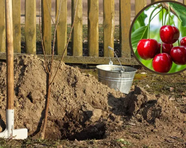 Sadzenie czereśni: młode drzewko, łopata, wiaderko i pyszne, dojrzałe owoce.