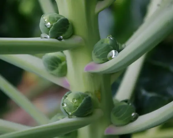 Gocce di rugiada brillano sui piccoli cavoletti di Bruxelles ancora attaccati al loro stelo verde.
