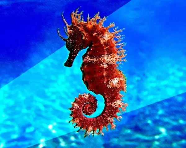 Un majestuoso caballito de mar real, de color rojizo, se enrosca en un fondo azul vibrante, evocando la magia del océano.