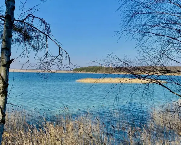 Turkusowe jezioro w Koninie, otoczone trzcinami i nagimi gałęziami drzew, lśni w słońcu.