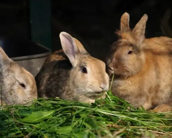 Tre coniglietti mangiano erba fresca. La loro dieta è fondamentale per capire quanto deve mangiare un coniglio.