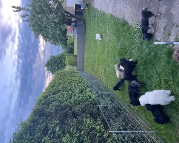 Wesołe maltipoo bawią się na trawie. Dbamy o ich zdrowie, by uniknąć maltipoo chorób.