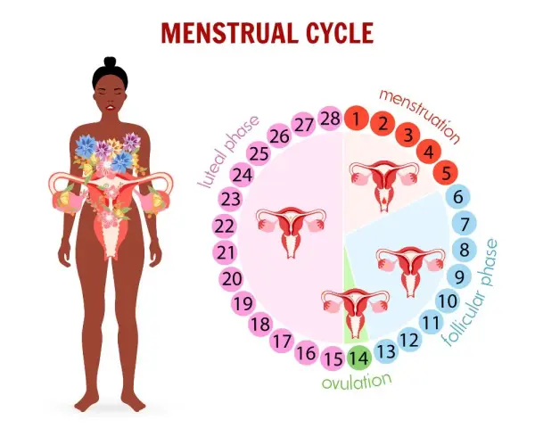 Cykl menstruacyjny: owulacja (dzień 14) to czas, gdy śluz płodny jest najbardziej obfity.
