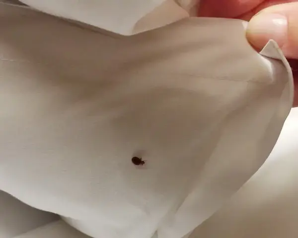 Una chinche en la sábana es una señal clara de cómo saber si hay chinches en mi cama.