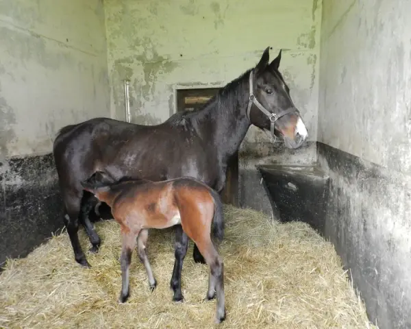 Une jument noire et son poulain brun se tiennent dans une étable sur de la paille. La mère semble surveiller son petit, un moment paisible après la gestation cheval.
