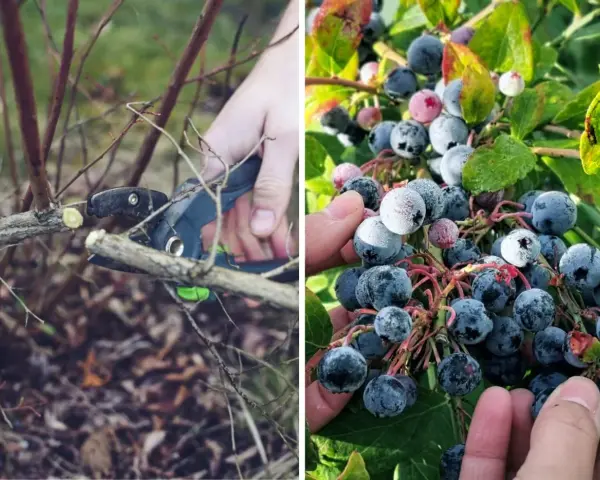 Radykalne cięcie borówki przygotowuje krzew do obfitych plonów. Na zdjęciu widać przycinanie gałęzi i dojrzałe owoce.