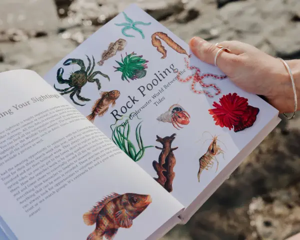 Eine Hand hält ein Buch mit Illustrationen von Meeresbewohnern. Es ist eine traumreise meer in die faszinierende Welt der Gezeiten.