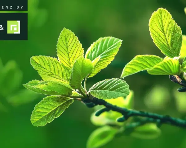 Frische grüne Blätter im Sonnenlicht, symbolisch für das Erwachen im Frühling. Konferenz by CX&.
