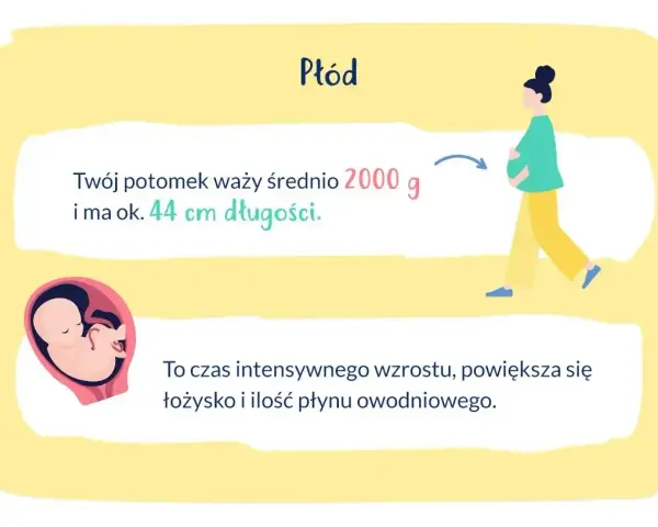 33 tydzień ciąży który to miesiąc? Płód waży ok. 2000g i ma 44cm. To czas intensywnego wzrostu.