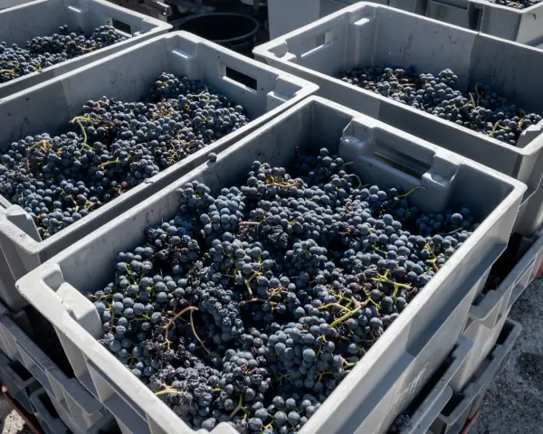Casse piene di uva nera, pronte per la vinificazione. Il chianti uvaggio promette un ottimo raccolto.