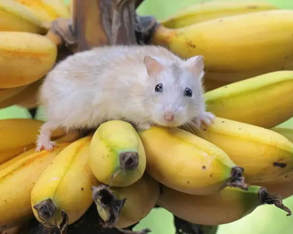 Mały chomik siedzi na kiści bananów, zastanawiając się, czy chomiki mogą jeść banany.