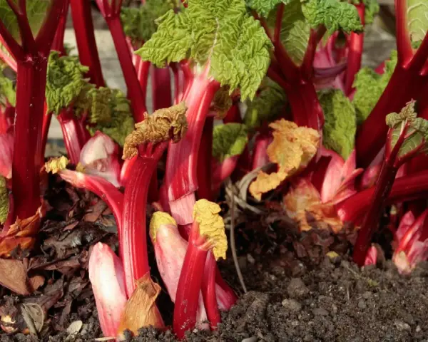Rhabarber pflanzen im Garten, mit leuchtend roten Stielen und grünen Blättern, bereit für die Ernte.