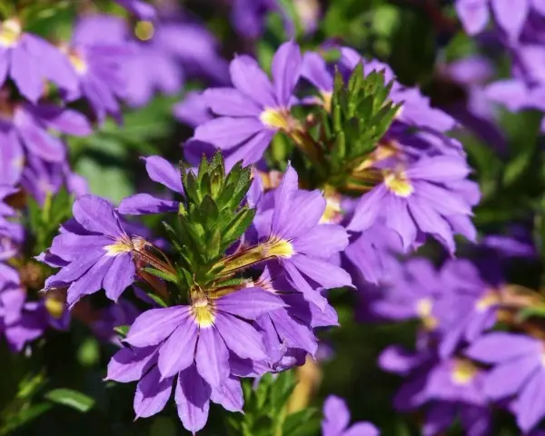 Fioletowe kwiaty scaevola uprawa w pełnym słońcu, tworzące barwny kobierzec.