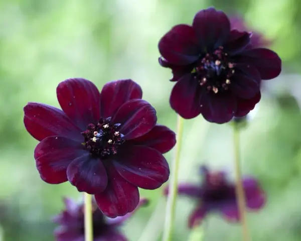 Två mörkröda chokladblommor i kruka med suddig grön bakgrund. Deras sammetslena kronblad och mörka mitt skapar en mystisk känsla.