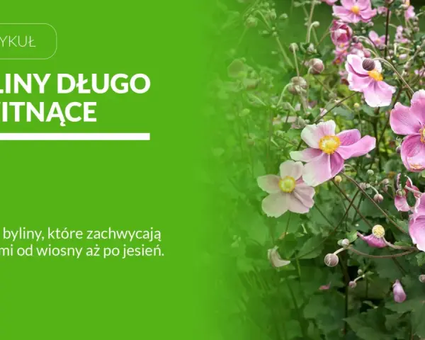 Byliny kwitnące latem, takie jak te delikatne, różowe kwiaty, dodają ogrodowi uroku przez wiele miesięcy.