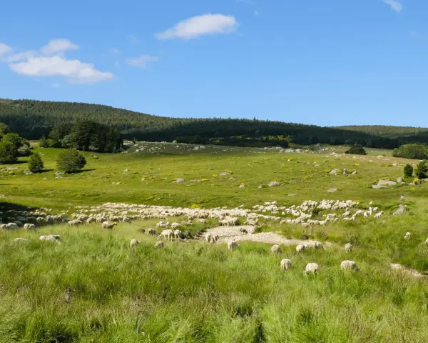 Vaste troupeau de moutons dans une prairie verdoyante, paysage typique du tour du Mont Lozère 3 jours.