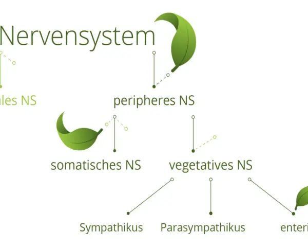 Schema des Nervensystems: zentrales, peripheres, somatisches, vegetatives und enterisches NS mit Sympathikus und Parasympathikus.