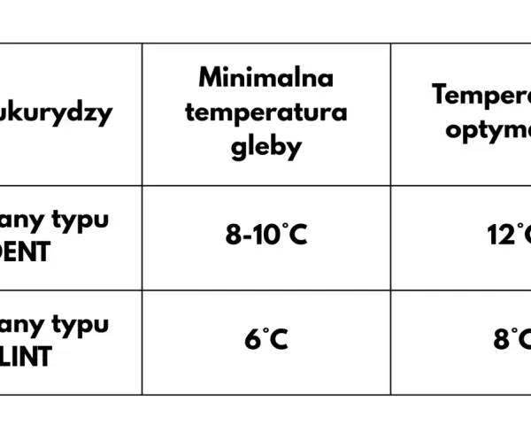 Tabela pokazuje, kiedy sieje się kukurydzę. Odmiany DENT wymagają 8-10°C gleby, a FLINT 6°C.
