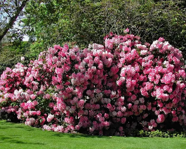 Ein üppiger Rhododendron in Rosa- und Weißtönen blüht im Garten. Die beste Zeit, wann Rhododendron schneiden, ist nach der Blüte.