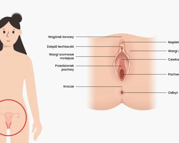 Ilustracja przedstawia anatomię kobiecych narządów płciowych zewnętrznych, w tym wargi sromowe mniejsze i większe, łechtaczkę, cewkę moczową i pochwę.