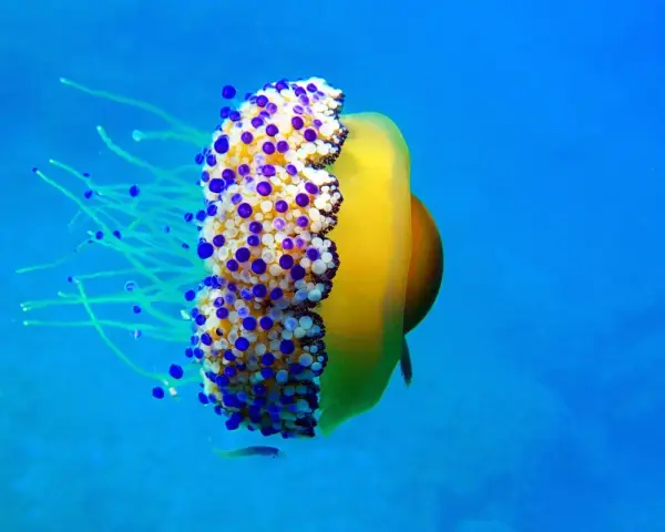 Medusa huevo frito gigante con tentáculos azules y blancos, flotando en el océano azul.